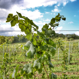 Parrainage d'un pied de vigne